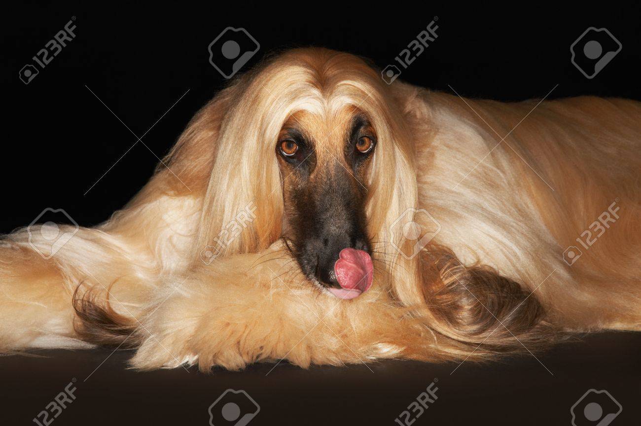 アフガンハウンド（リラックスポーズ） アフガンハウンド（リラックスポーズ）