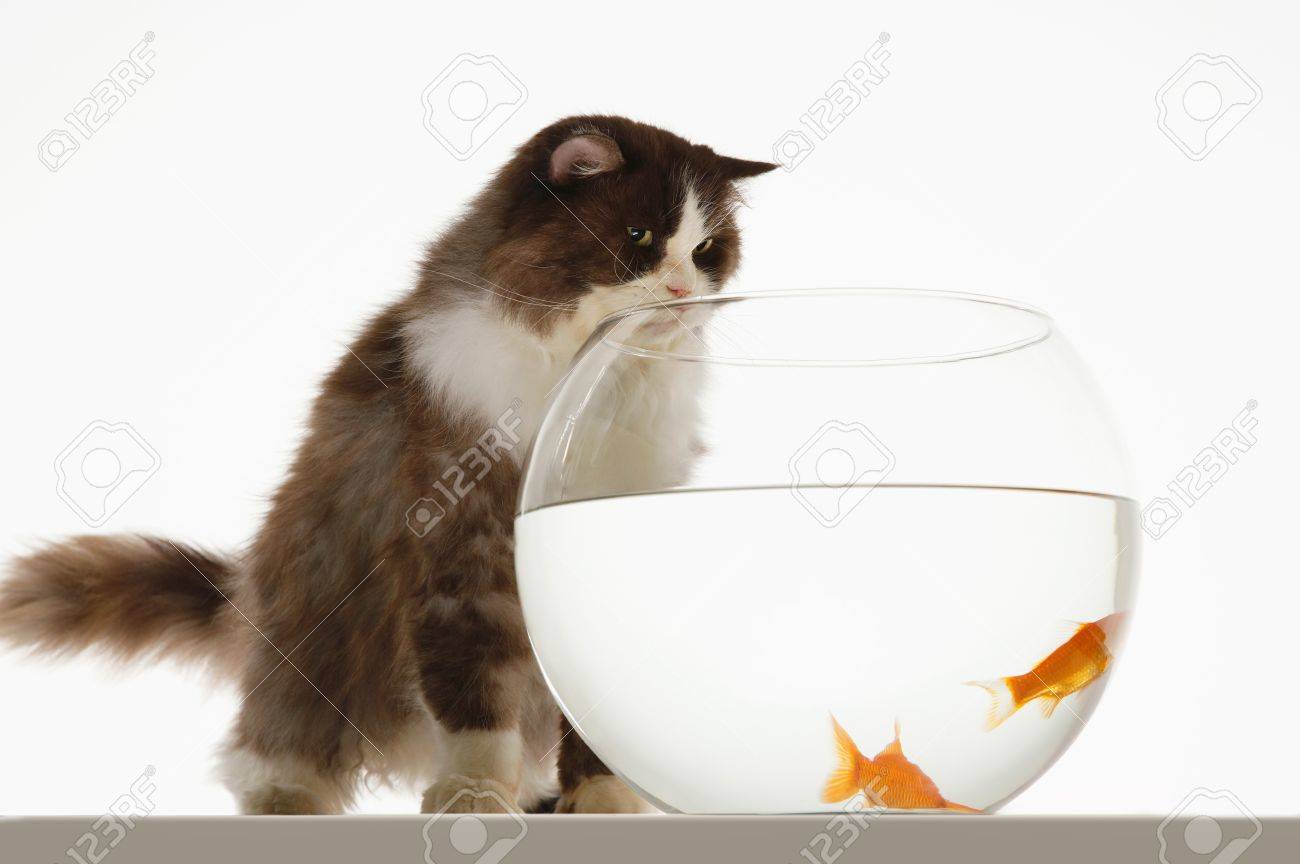 猫金魚鉢フロント ビューで 2 つの金魚を見て の写真素材 画像素材 Image 猫金魚鉢フロント ビューで 2 つの金魚を見て の写真素材 画像素材 Image
