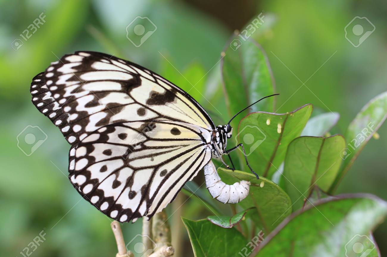Large Tree Nymphs Butterfly And Eggsa Beautiful Butterfly Is