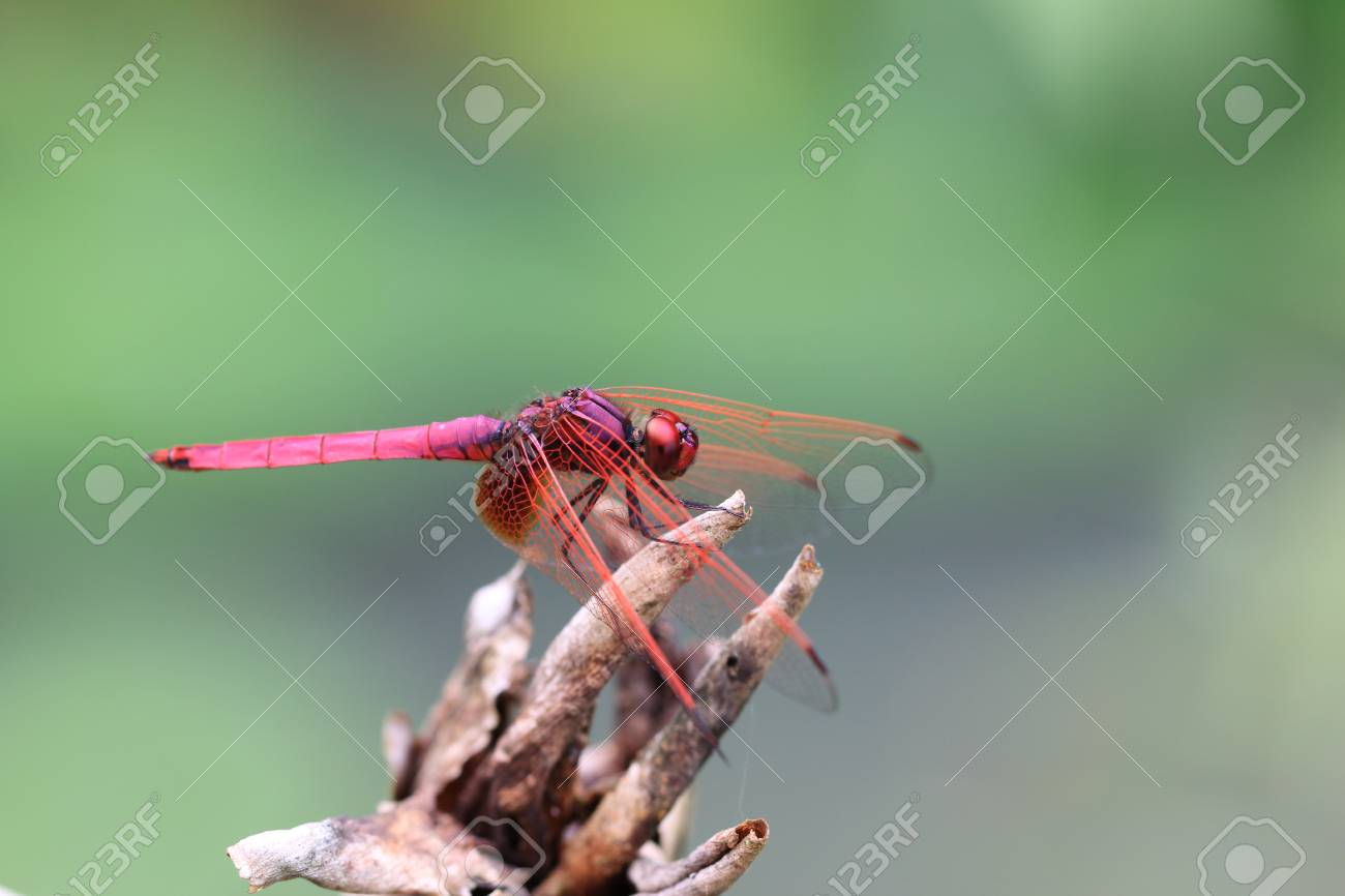 庭の枯れた葉で休んで赤とんぼ赤とんぼ の写真素材 画像素材 Image