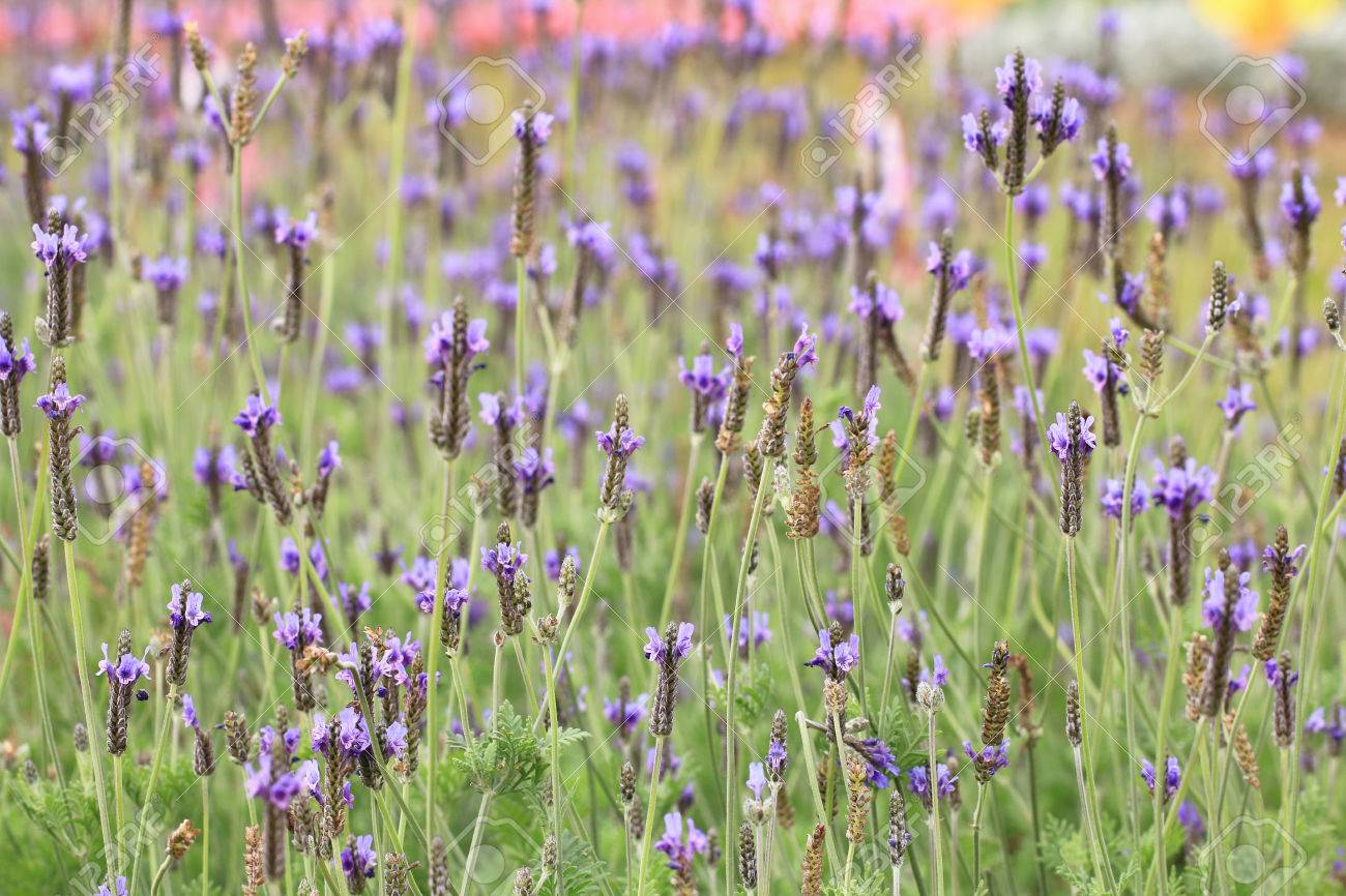 シダ葉ラベンダー ギザギザのラベンダー 庭に咲く多くの紫 Fernleaf ラベンダー花 の写真素材 画像素材 Image