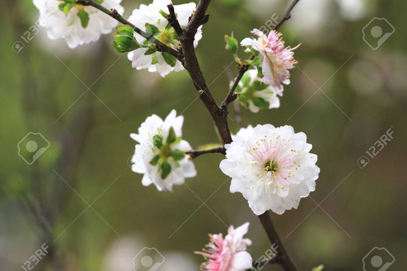 Dwarf Flowering Cherry Dwarf Flowering Almond Beautiful White Stock Photo Picture And Royalty Free Image Image 36510185