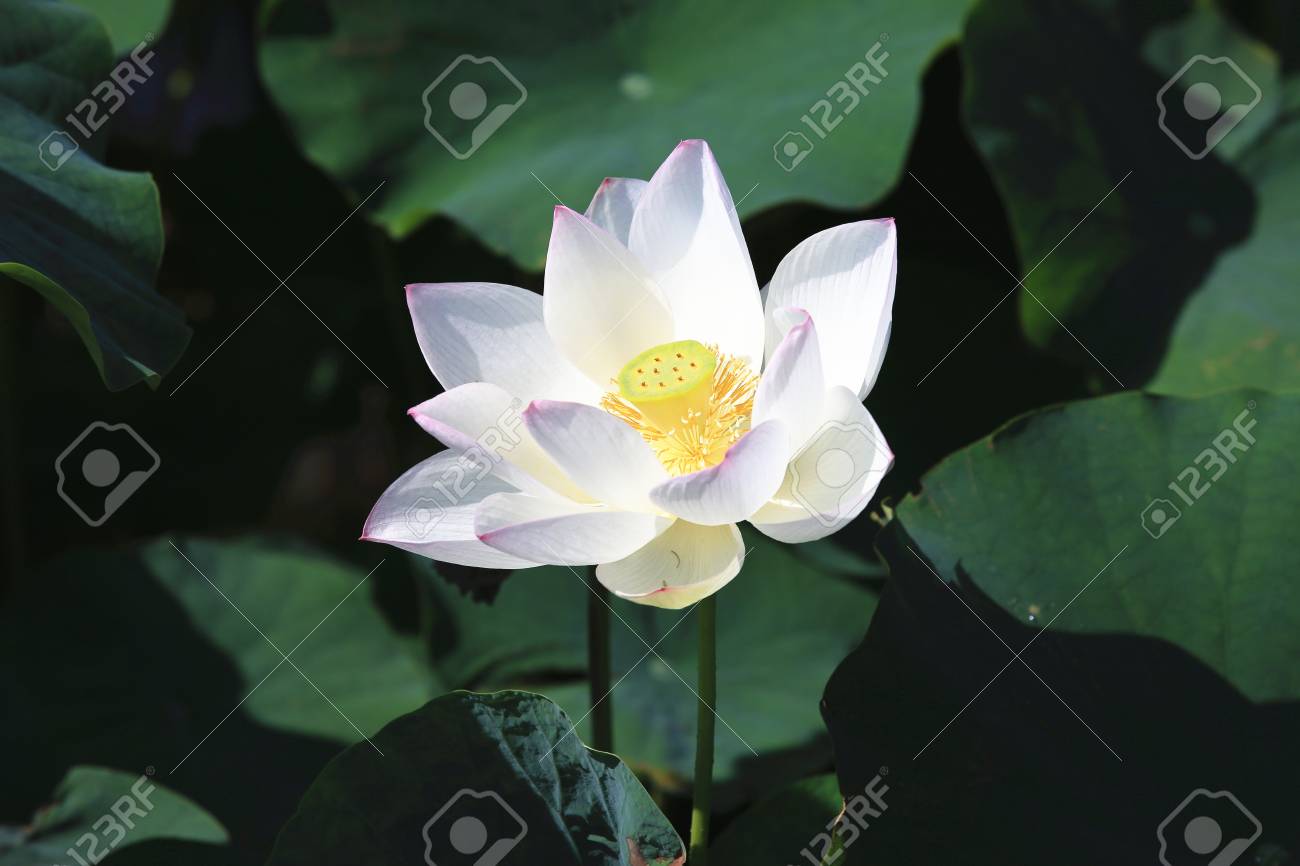 蓮の花 夏には クローズ アップで池に咲く美しい白い花 の写真素材 画像素材 Image