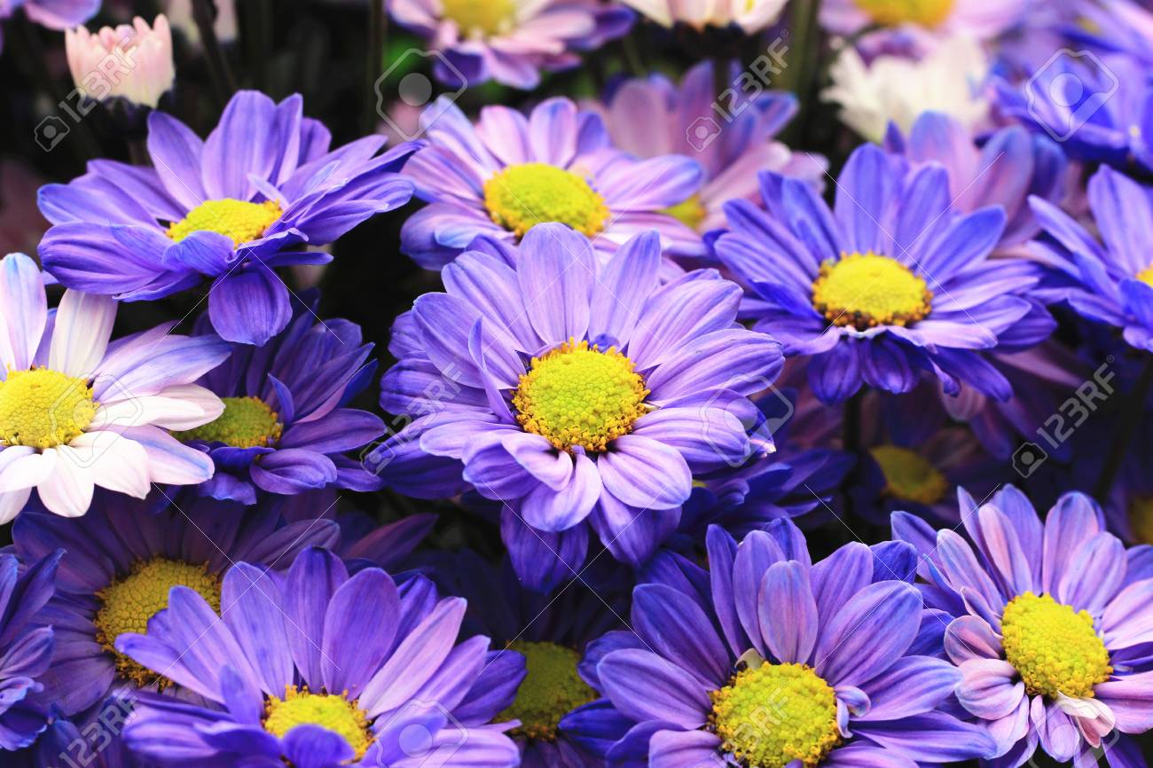 菊の花 美しい紫色のクローズ アップ 秋に庭に咲く青い花 の写真素材 画像素材 Image