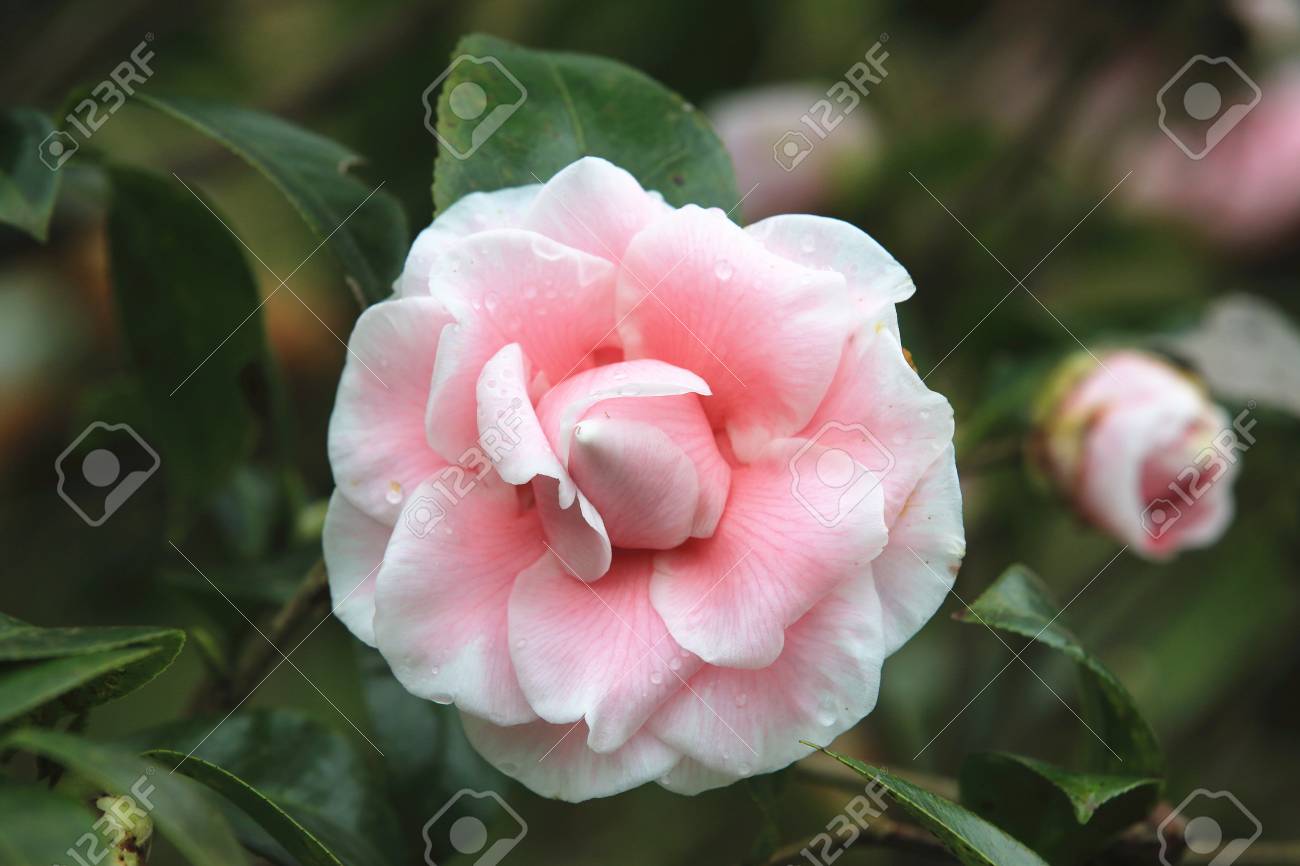 Rose Avec Closeup Fleur De Camélia Blanc Belle Rose Avec Fleur Blanche Et Bourgeon Qui Fleurit Dans Le Jardin Au Printemps