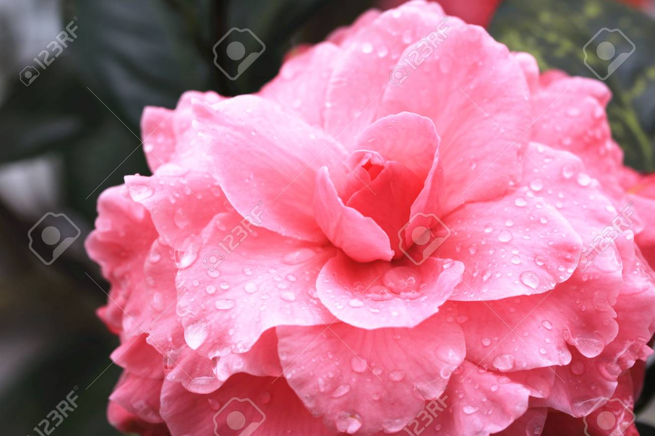 Rose Fleur De Camélia Closeup Belle Fleur Rose Fleurissant Dans Le Jardin Avec Des Gouttes De Pluie Au Printemps