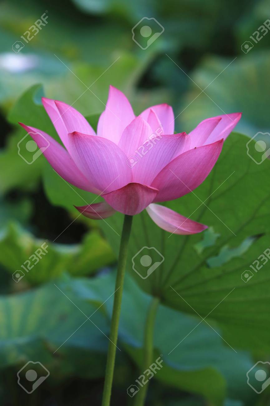 Fleur De Lotus Beau Rose Avec Fleur De Lotus Mauve Qui Fleurit Dans Létang En été Gros Plan