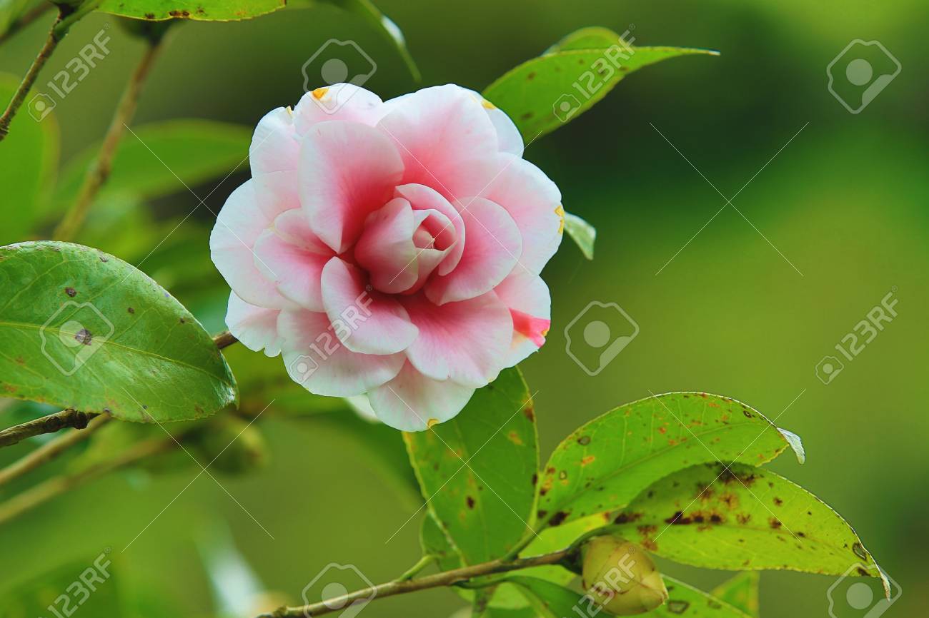 ピンクの赤い椿の花 春の庭に咲く美しいピンクの花を持つ の写真素材 画像素材 Image