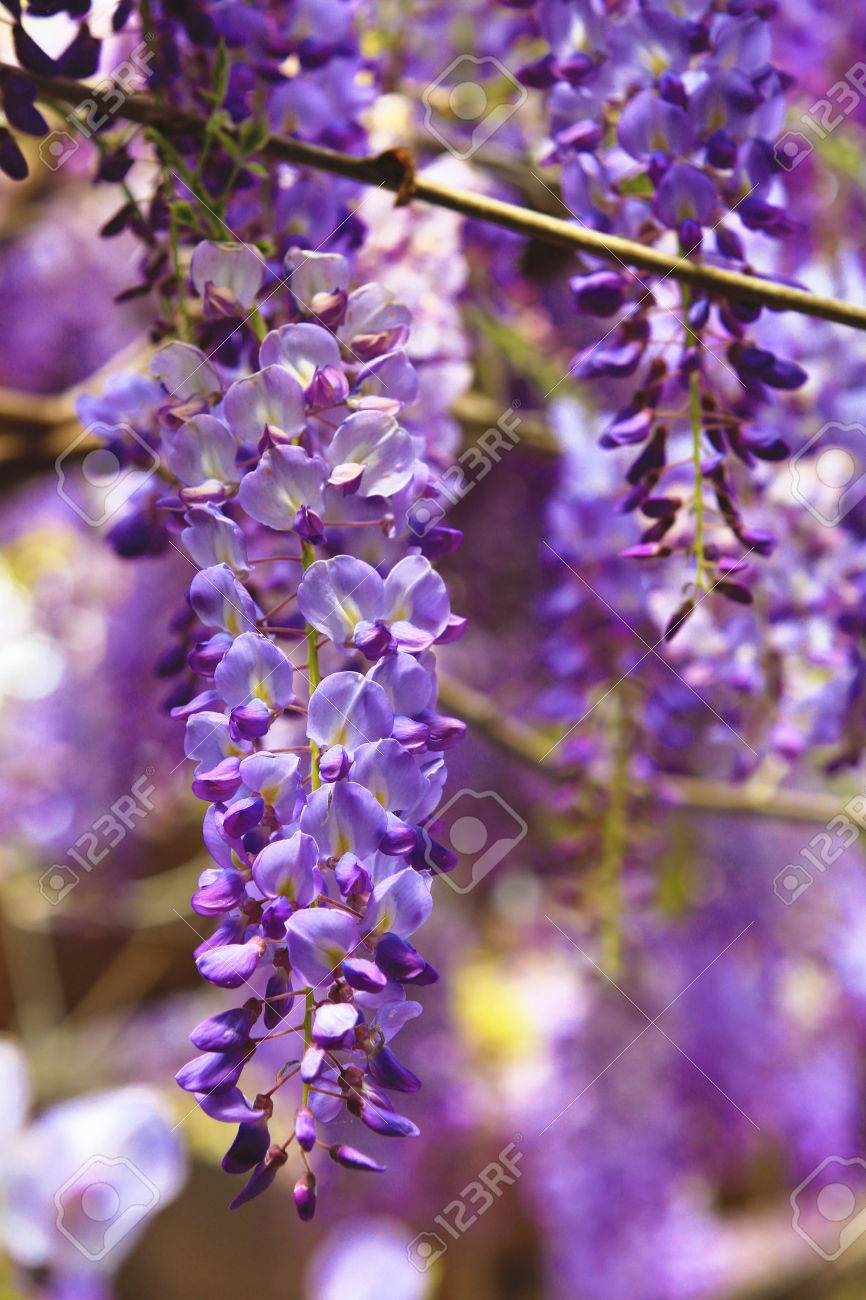 紫の藤の花 黄色の花と芽 春に庭に咲く豆木 中国の藤 つるむらさきと紫色の美しい風景 の写真素材 画像素材 Image
