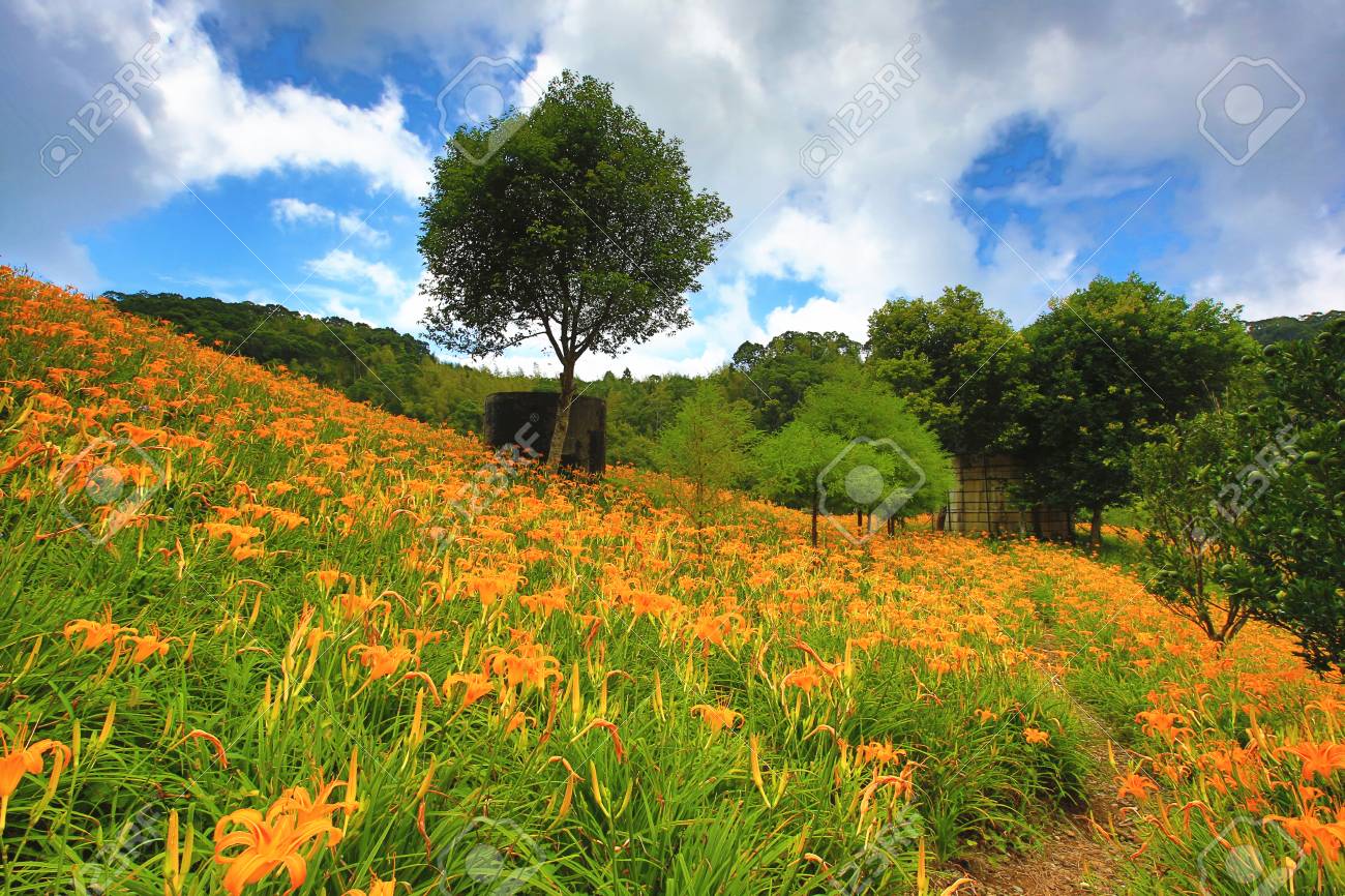 カンゾウの花やつぼみの晴れた日 オレンジ色のキスゲの美しい風景の丘に咲く の写真素材 画像素材 Image