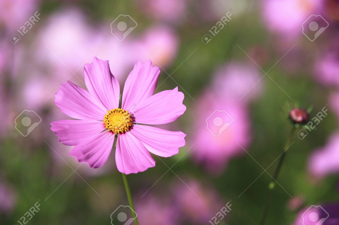 コスモスの花とつぼみクローズ アップ 美しい紫色の秋の野に咲くピンクの花 の写真素材 画像素材 Image