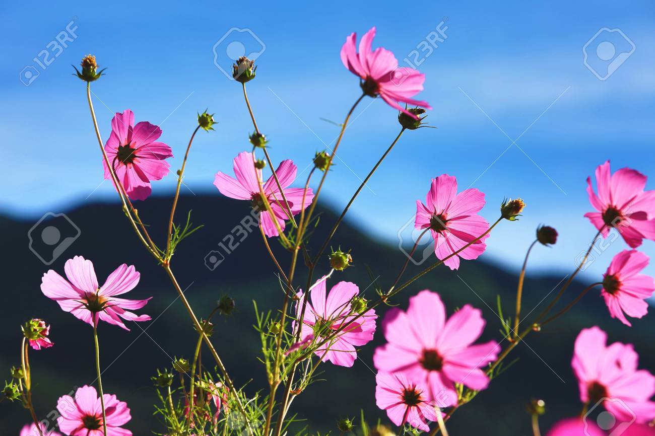 コスモスの花と青い空を背景 クローズ アップで芽の美しい風景 の写真素材 画像素材 Image