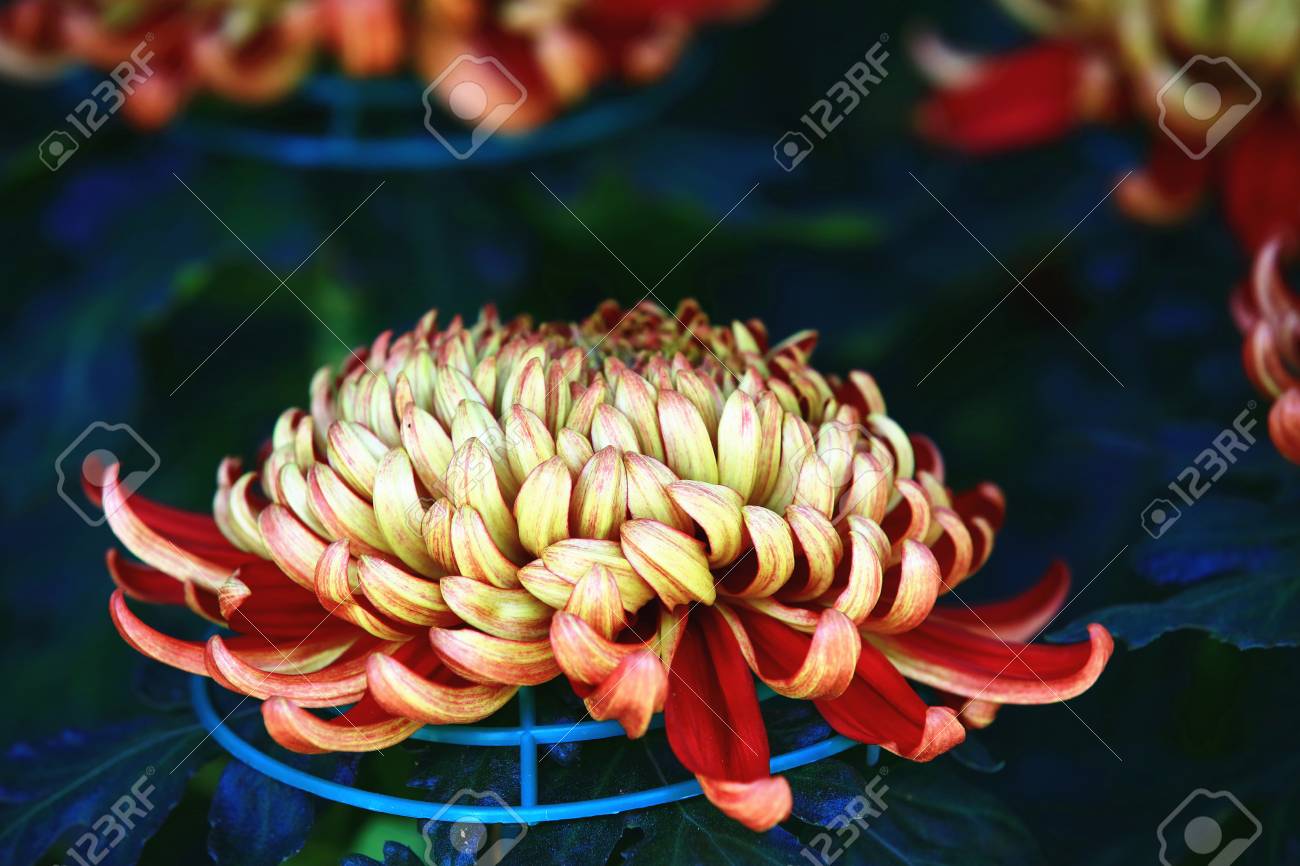 秋に庭に咲く赤い花を持つ美しい黄色菊の花クローズ アップ の写真素材 画像素材 Image