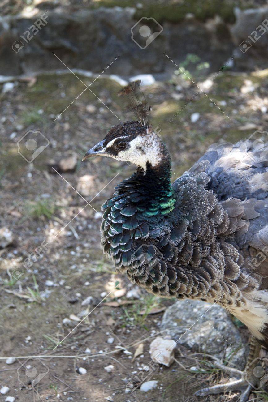 Un Paon De Bebe Qui Suit Sa Mere Banque D Images Et Photos Libres De Droits Image