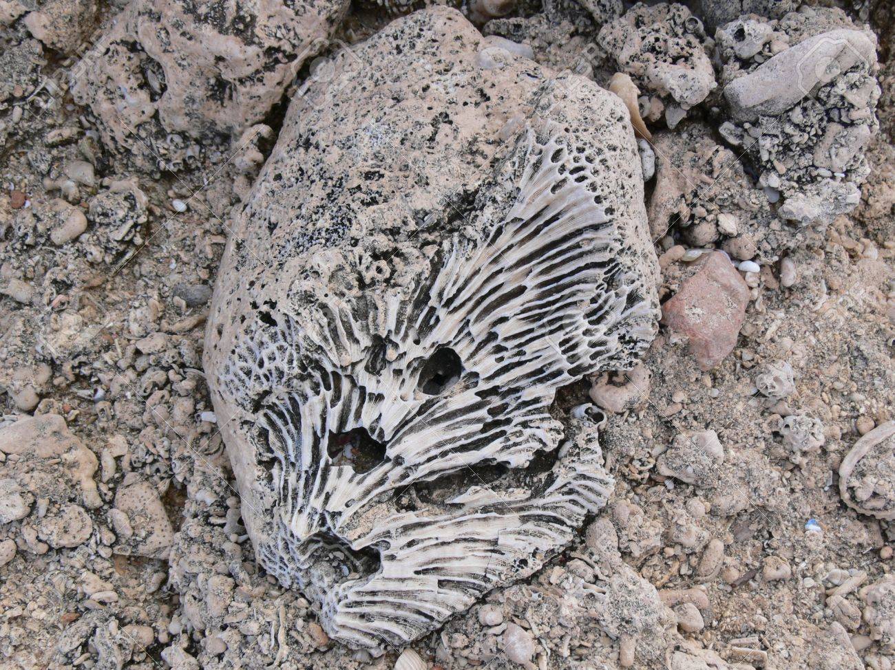 サンゴの化石 の写真素材 画像素材 Image サンゴの化石 の写真素材 画像素材 Image