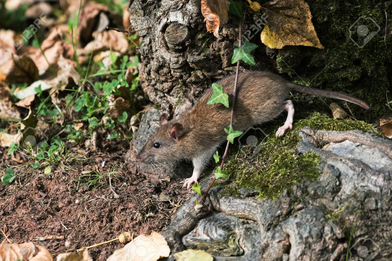 Rattus Black Rats Brown Rats And The Plague Nhm