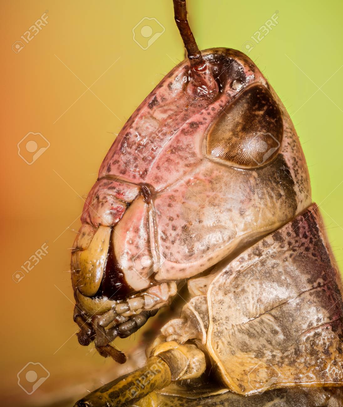 コモンフィールドバッタ フィールドグラスホッパー キリギリス チョルティプスブルネウス の写真素材 画像素材 Image