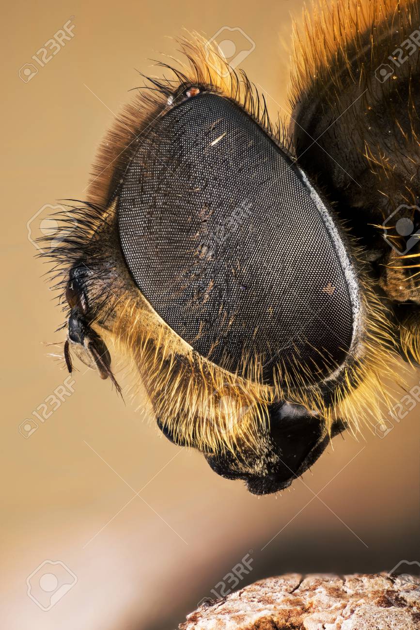 マクロフォーカススタッキング ホバーフライ ホバーフライ フライ フライ の写真素材 画像素材 Image