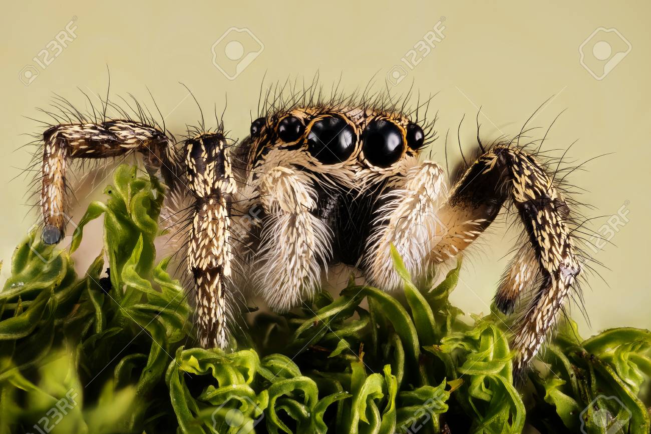 フォーカススタッキング ジャンピングスパイダー シマウマバックスパイダー スパイダー サルティカス風光明媚な 塩辛い の写真素材 画像素材 Image