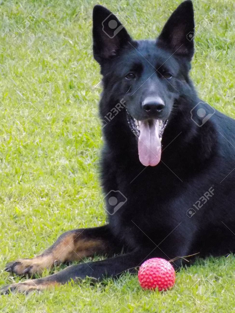 balls for german shepherds