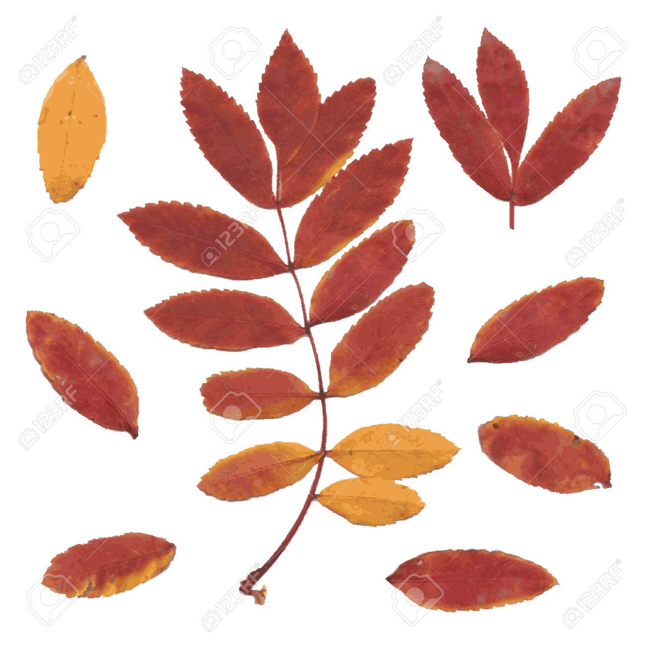 Real autumn rowan leaves, set from red-yellow branch and small leafs, Sorbus aucuparia, vector illustration - 49807661 Real autumn rowan leaves, set from red-yellow branch and small leafs, Sorbus aucuparia, vector illustration - 49807661