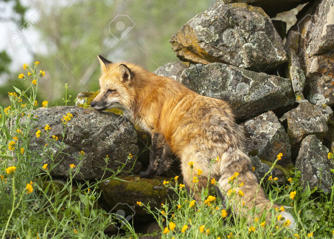 78600414-red-fox-hunting-in-green-grass-and-yellow-flowers-with-rocks.jpg