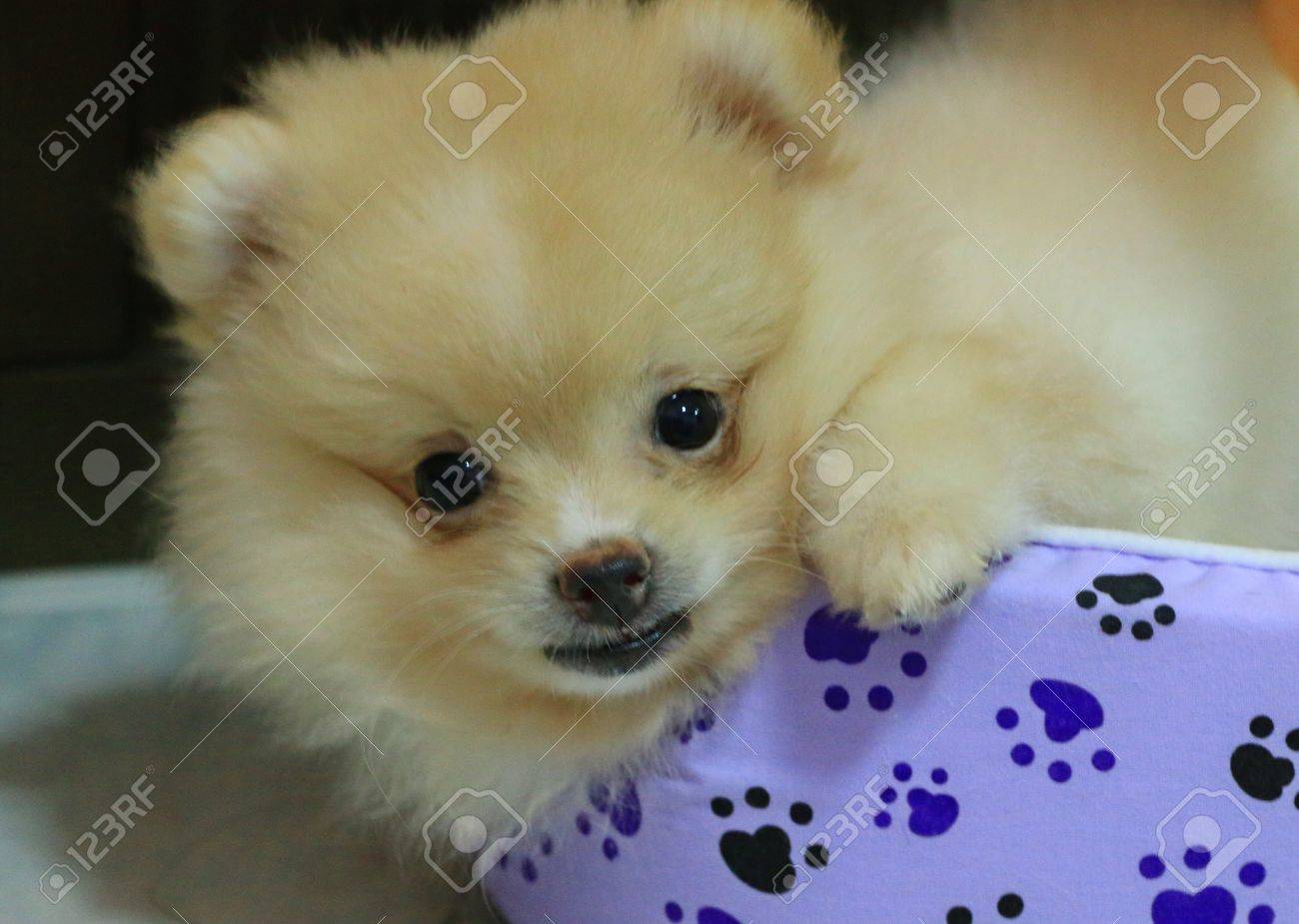 犬は家で可愛いポメラニアンの白