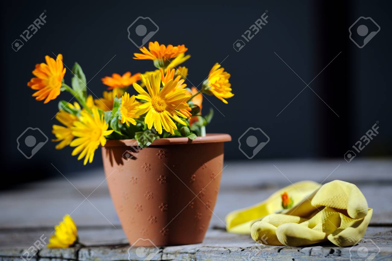 植木鉢に植えてキンセンカの花の新鮮な花束 の写真素材 画像素材 Image