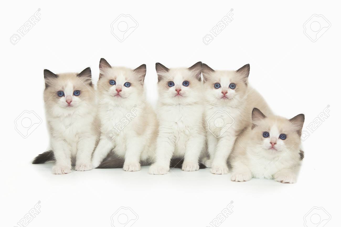five little cats