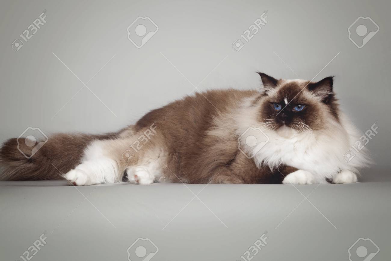 Fluffy Belle Chat Blanc Ragdoll Avec Les Yeux Bleus Couché Couché Sur Fond Gris