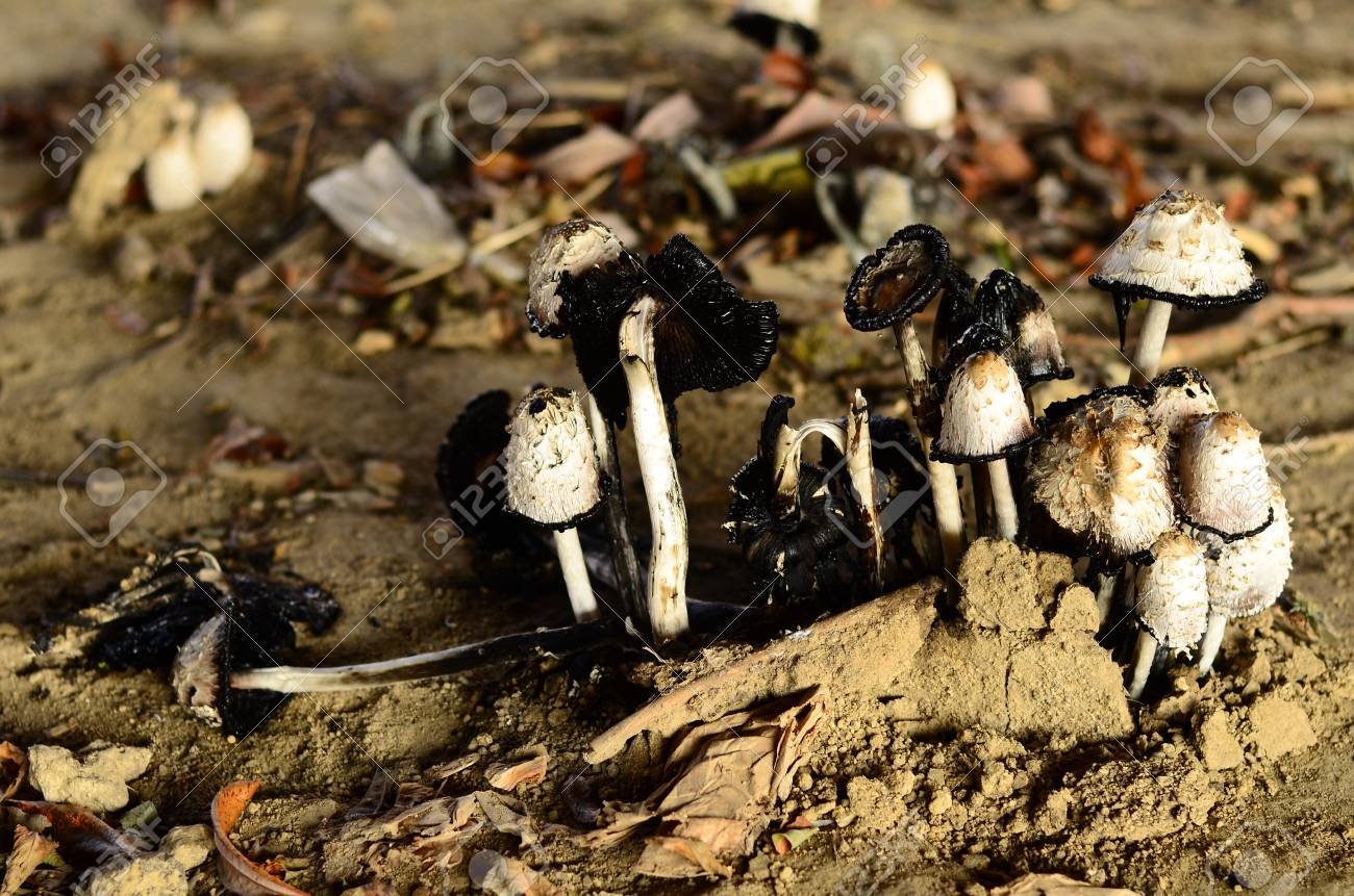 Poisonous Mushrooms Growing Under The Trees In The Garden Stock