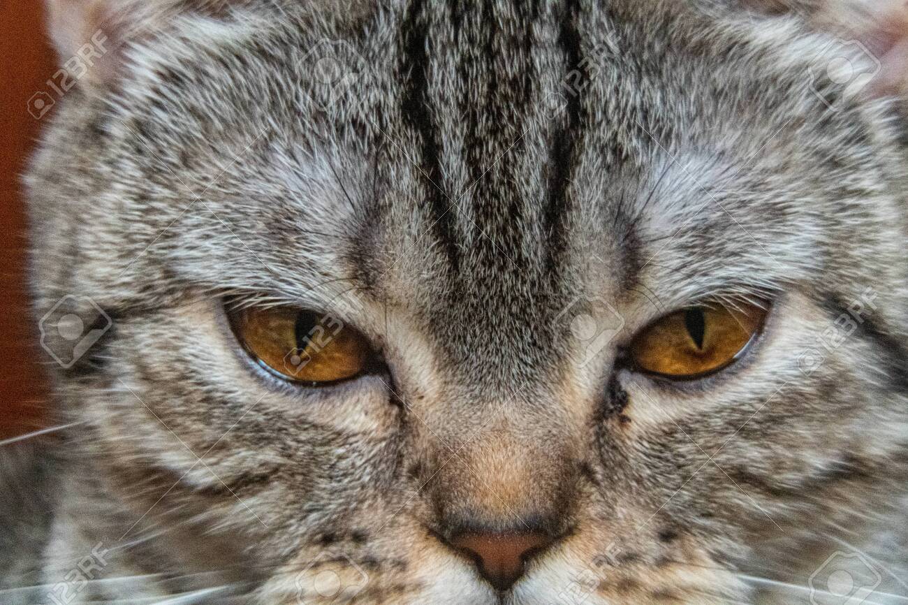 Young Crazy Surprised Cat Make Big Eyes Closeup American