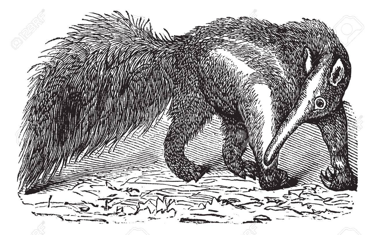 巨大なモグラや Myrmecophaga Tridactyla ヴィンテージの彫刻 古いは オオアリクイのイラストを刻まれています のイラスト素材 ベクタ Image