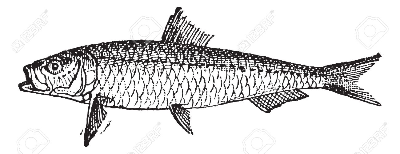 イワシやピルチャード 白い背景で隔離の古い彫刻が施された図 辞書の単語との事 Larive フルーリですか 1895 のイラスト素材 ベクタ Image 13766403