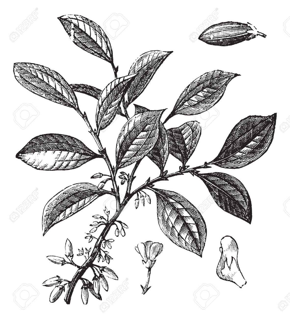 コカインやヴィンテージ コカまたは Erythroxylum コカ彫刻 古い花を示すコカイン工場のイラストを刻まれています のイラスト素材 ベクタ Image