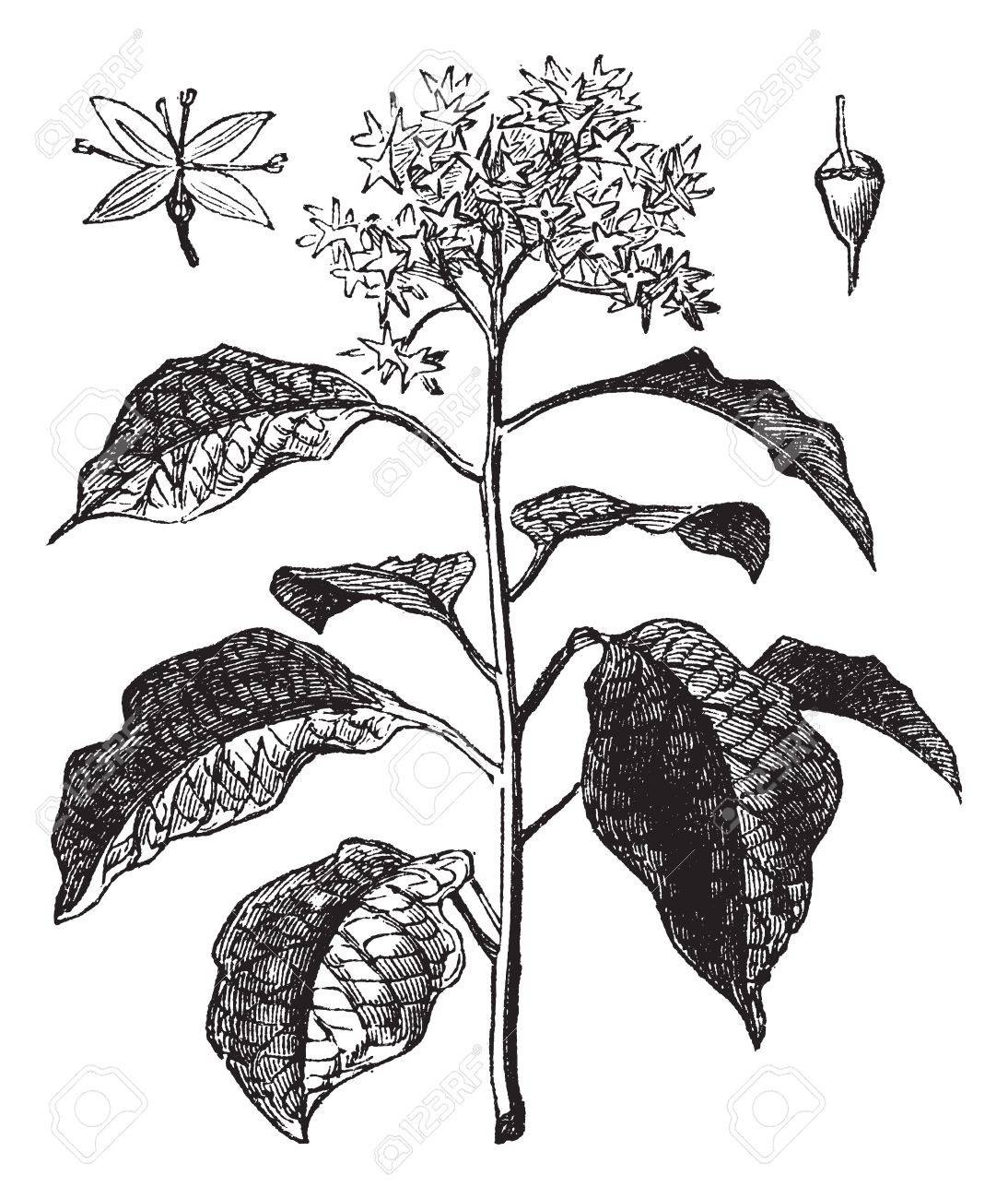 Pagoda Dogwood Or Alternate Leaved Dogwood Or Cornus Alternifolia Royalty Free Cliparts Vectors And Stock Illustration Image Pagoda Dogwood Or Alternate Leaved Dogwood Or Cornus Alternifolia Royalty Free Cliparts Vectors And Stock Illustration Image
