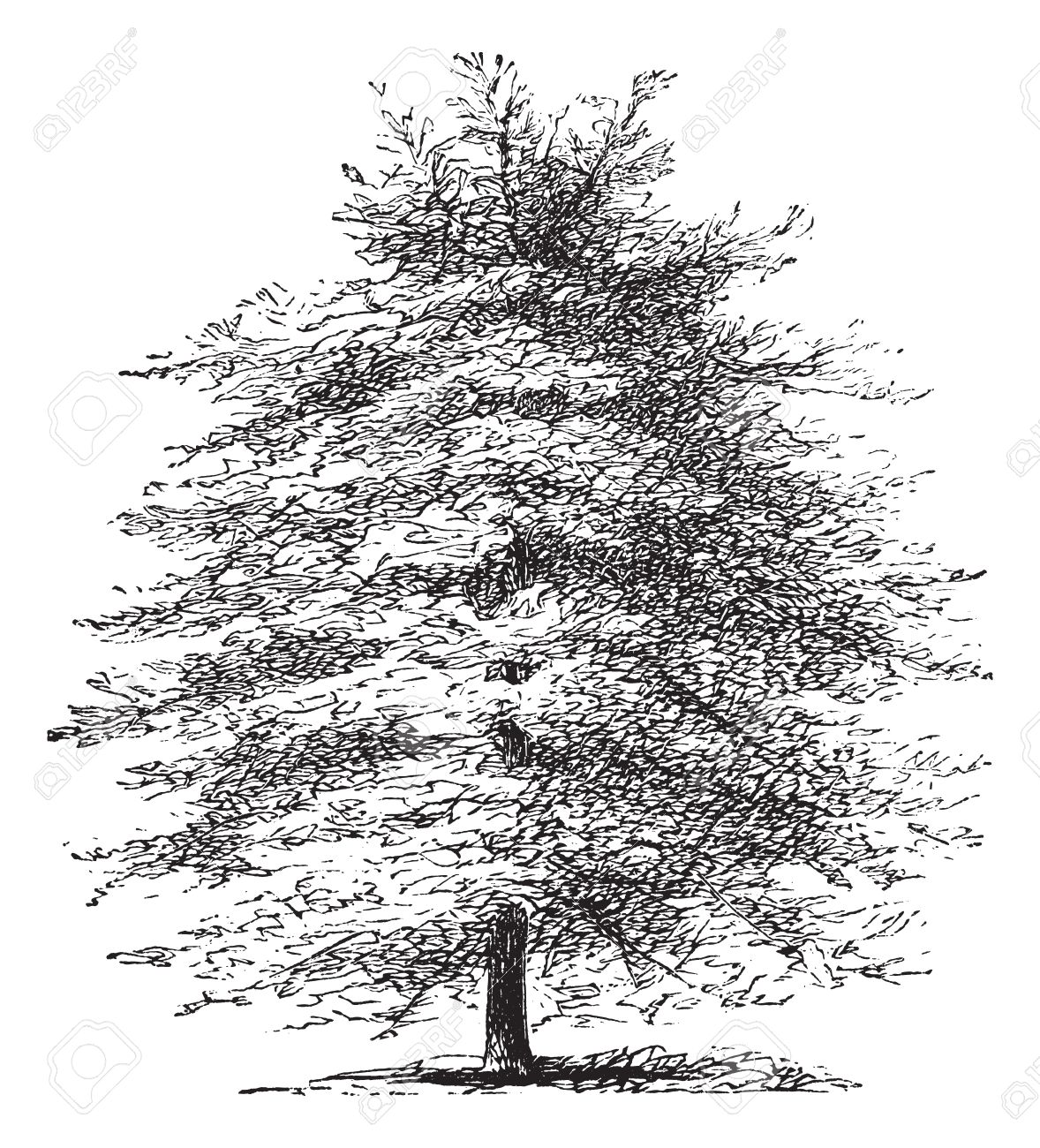 イタリア語イトスギや Cupressus Sempervirens Horizontalis ヴィンテージの彫刻 古いイタリアのサイプレス ツリーの図を刻まれています のイラスト素材 ベクタ Image