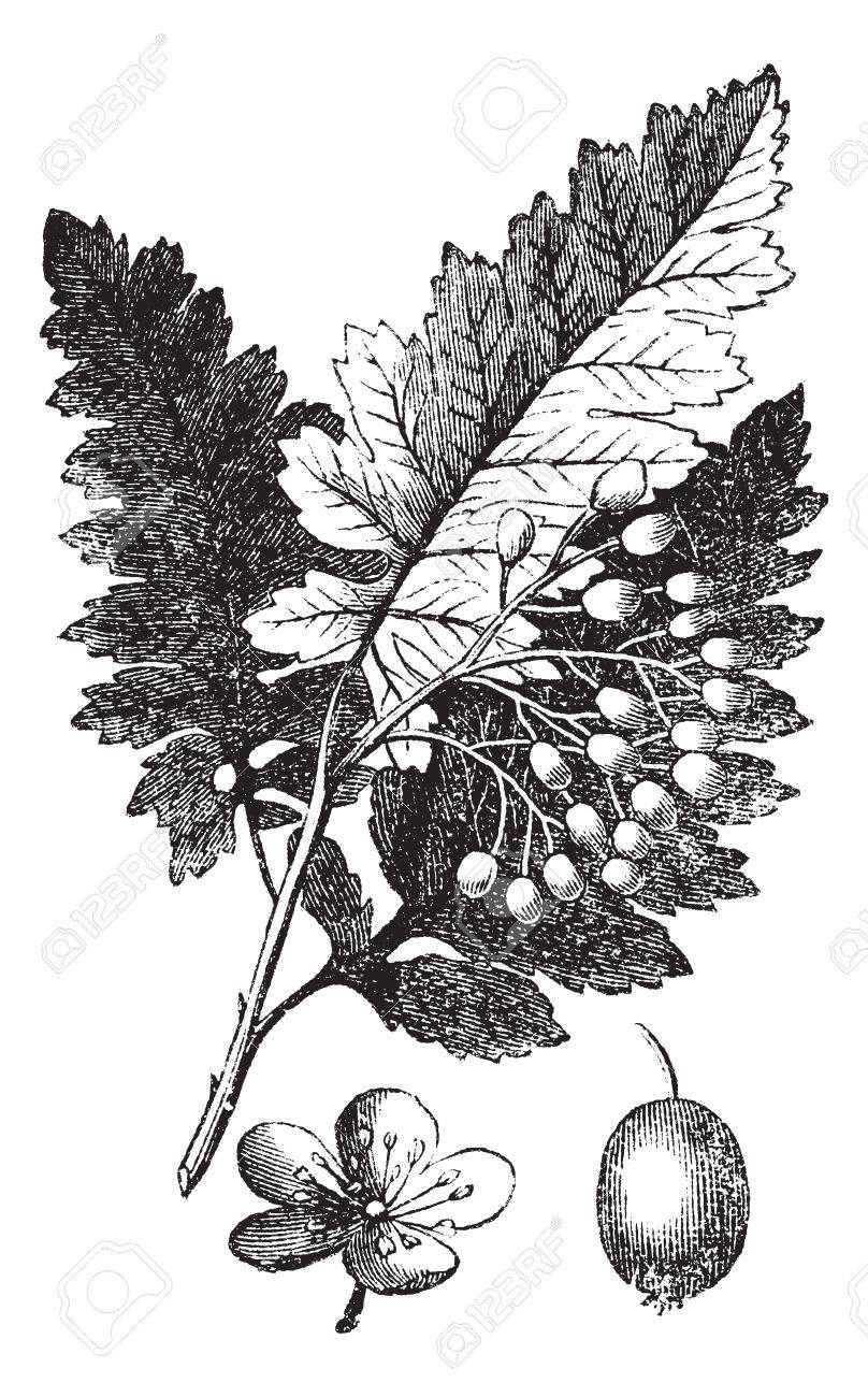 白灰またはホワイトアッシュやアメリカの灰 ヴィンテージの彫刻 古い白灰 白い背景で隔離のイラストを刻まれています のイラスト素材 ベクタ Image