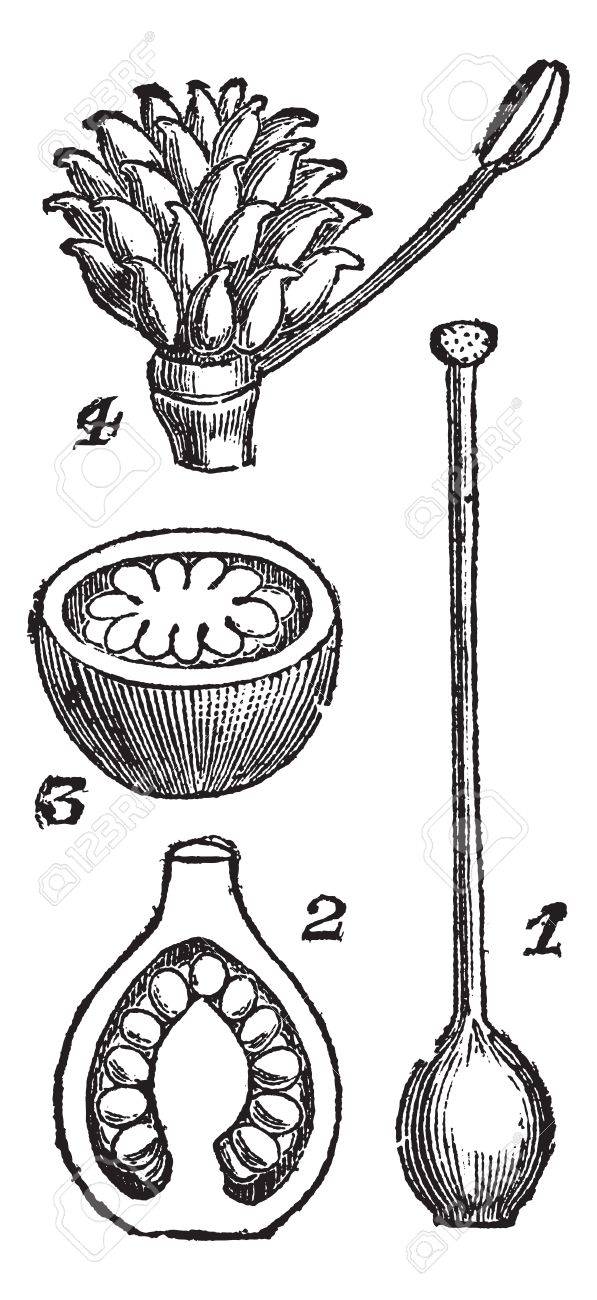 めしべ 1 Pistil 栄養プリムローズ 2 同じ 3 の断面図 同じ 4 の横のセクション 雌しべが別の心皮 Renocule エーカー ヴィンテージの図を刻まれています Trousset 16年 11 年 の百科事典 のイラスト素材 ベクタ Image