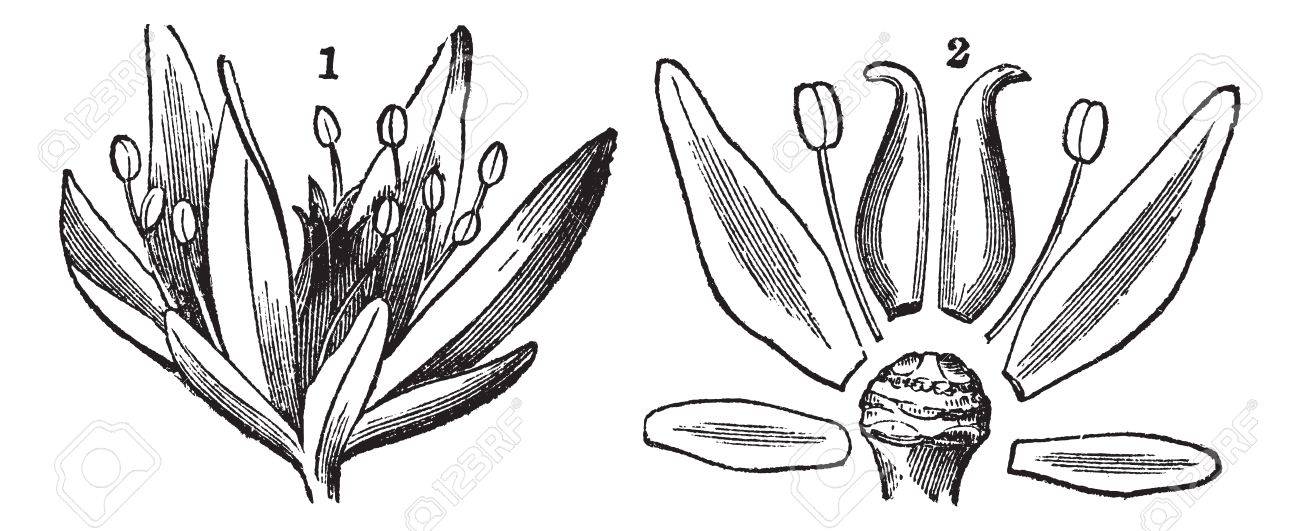 Parties Dune Fleur Montrant Laxe Floral Pétales Sépales à Incandescence Et De Style Vintage Illustration Gravée Encyclopédie Trousset