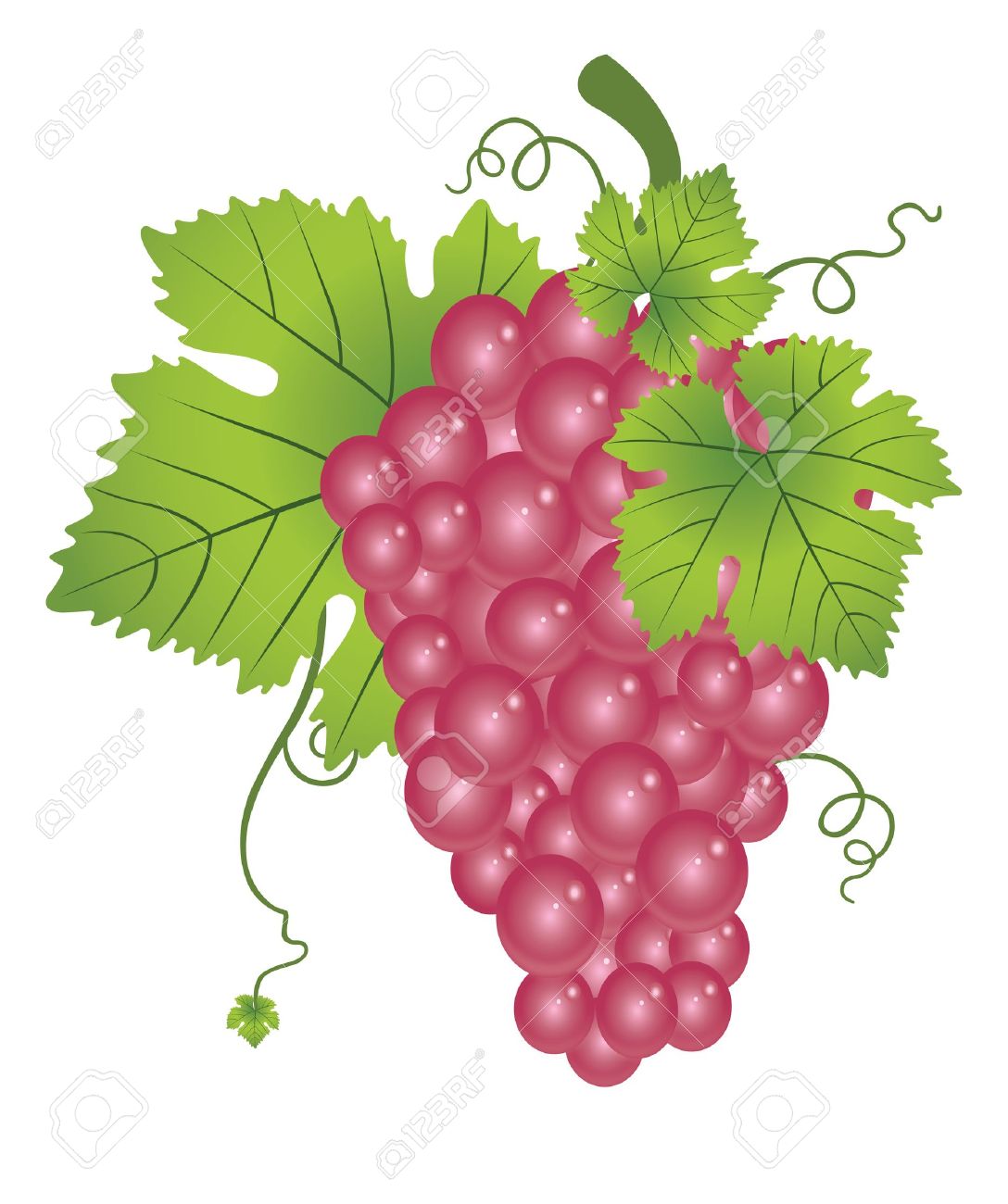 赤ブドウ フルーツ房 葉およびツル ベクトル イラストのイラスト素材 ベクタ Image