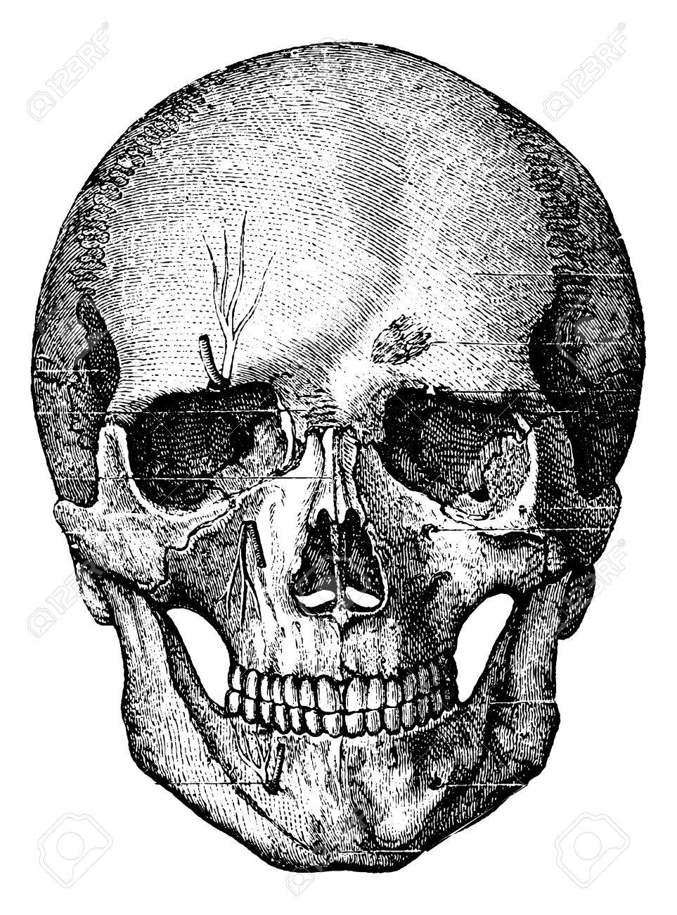 Squelette Osseux Du Visage Et La Partie Antérieure Du Crâne, Illustration  Vintage Gravé. Dictionnaire Habitude Médecine - Paul Labarthe - 1885. Clip  Art Libres De Droits , Vecteurs Et Illustration. Image 35462442.