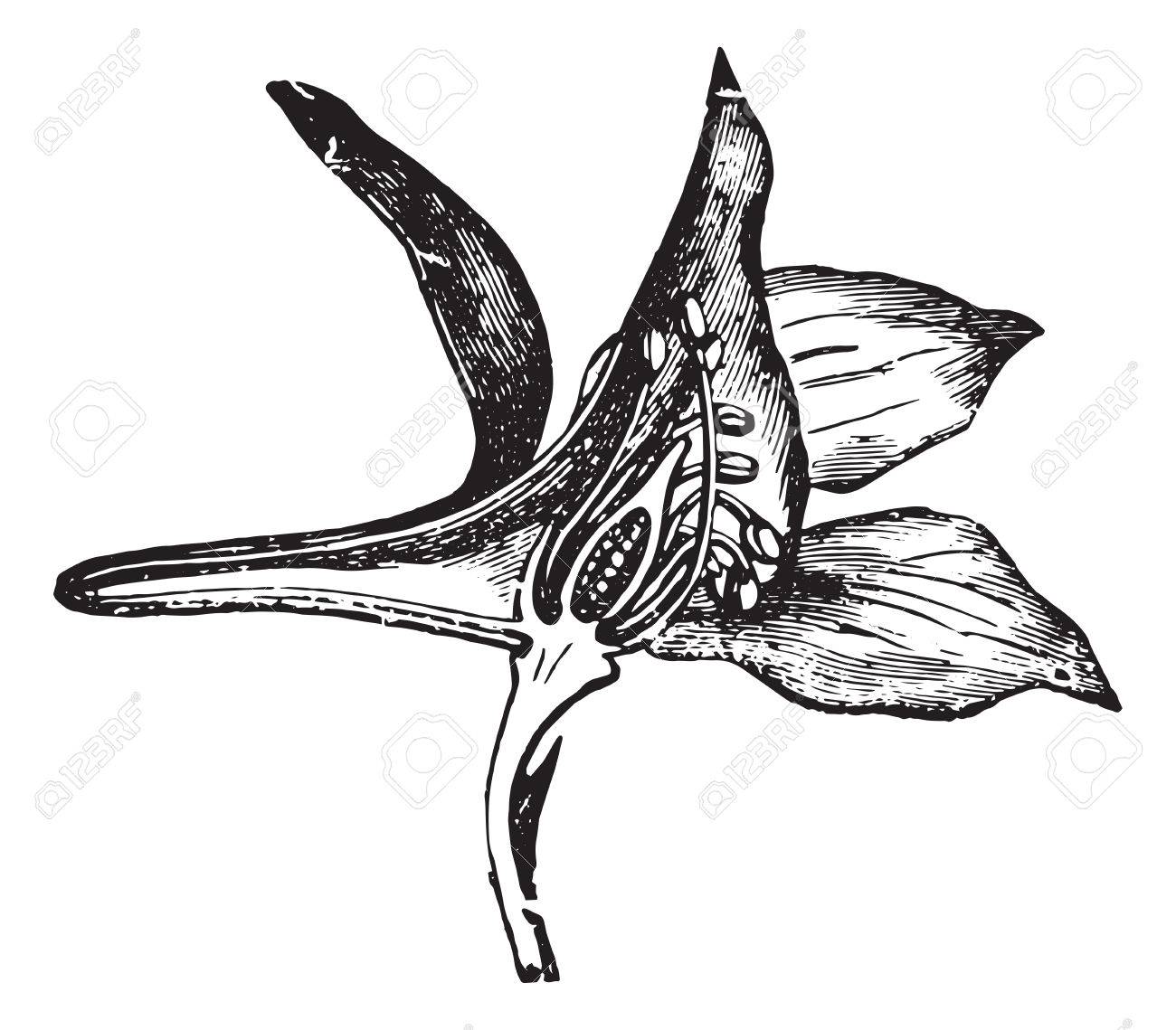 ラークスパー 切り花 ヴィンテージの図を刻まれています 博士 Labarthe 1885年によって通常医学辞書 のイラスト素材 ベクタ Image 35463802