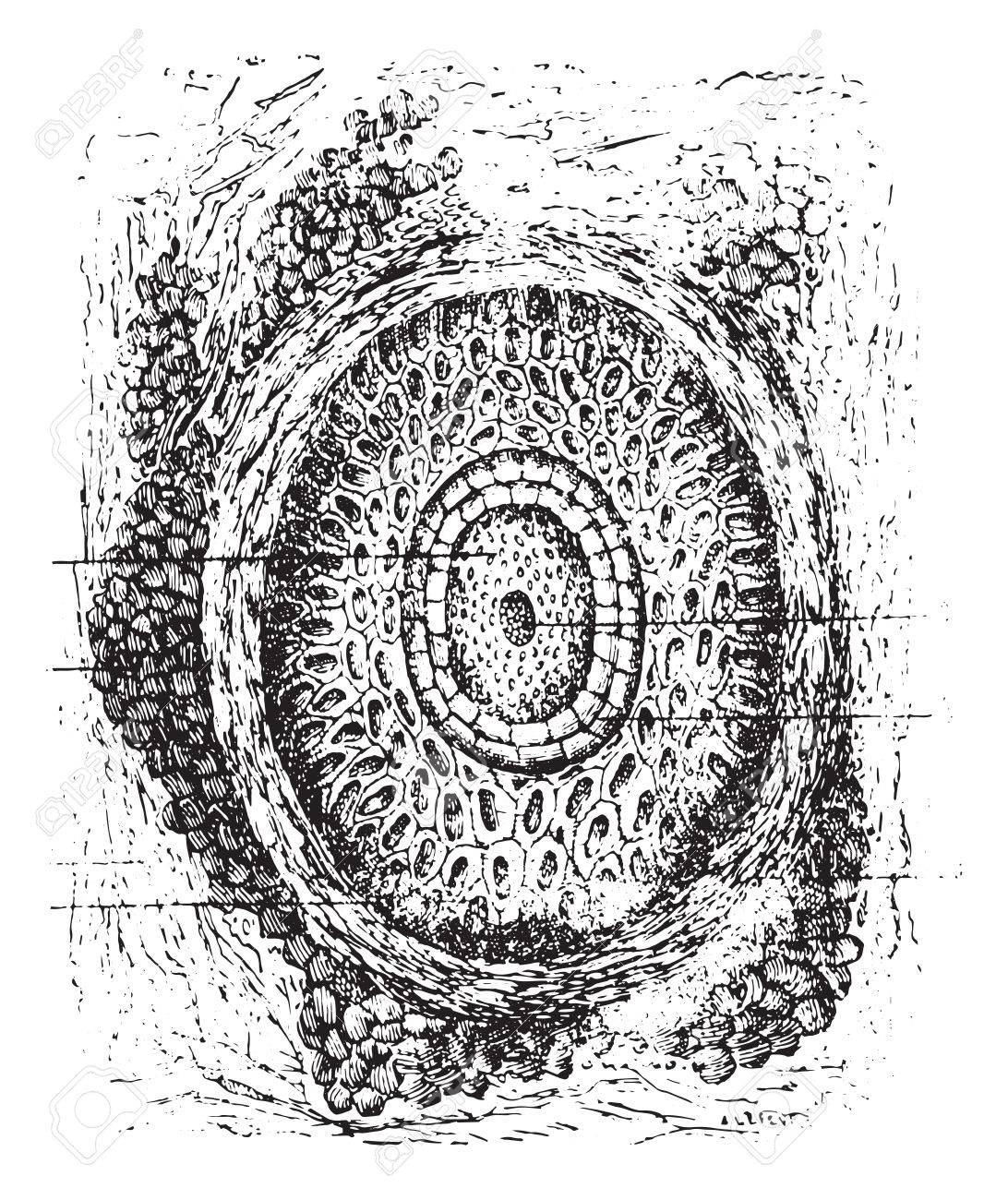 Section of a cilium and its hair follicles, vintage engraved illustration. Usual Medicine Dictionary by Dr Labarthe - 1885. - 35464440 Section of a cilium and its hair follicles, vintage engraved illustration. Usual Medicine Dictionary by Dr Labarthe - 1885. - 35464440