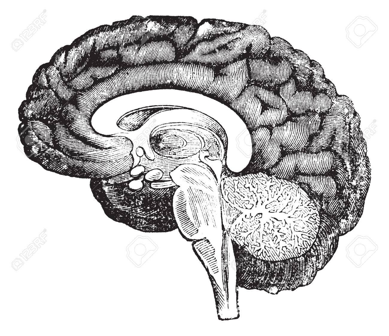 彫刻 延髄 橋 生命の木 脳と大脳半球の内面の回旋の中央部分と小脳のポーション中央を示す人間の脳ヴィンテージのプロファイルの断面図 のイラスト素材 ベクタ Image
