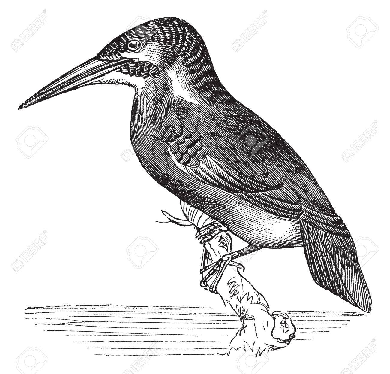 古い枝に待っているカワセミのイラストが刻まれました のイラスト素材 ベクタ Image 37980181