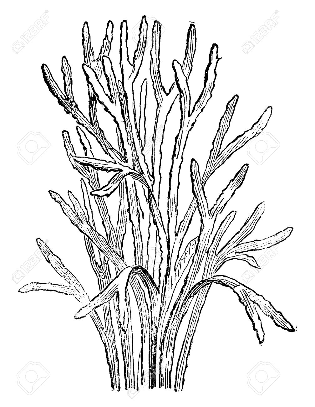 古い植物 カンブリア紀 海藻 ヴィンテージには 図が刻まれています 男 1886年前に地球 のイラスト素材 ベクタ Image 41710937