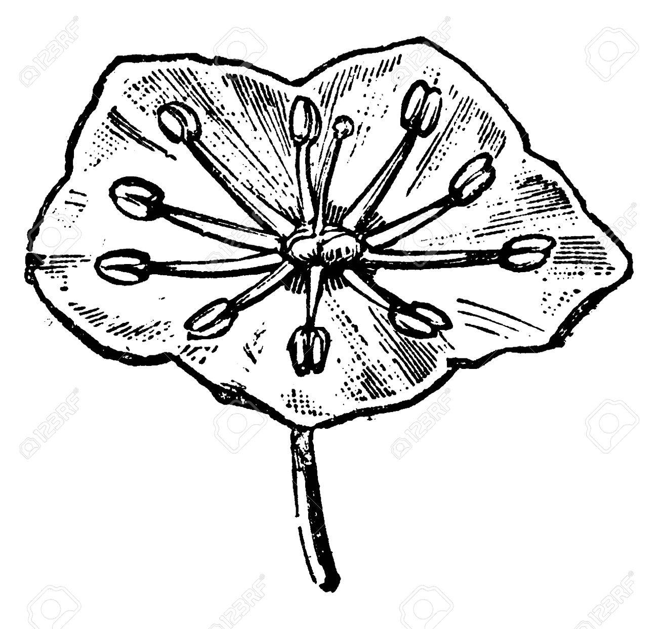 花のカルミア 受精前にしべ ヴィンテージには 図が刻まれています 男 16年前に地球 のイラスト素材 ベクタ Image 花のカルミア 受精前にしべ ヴィンテージには 図が刻まれています 男 16年前に地球 のイラスト素材 ベクタ Image