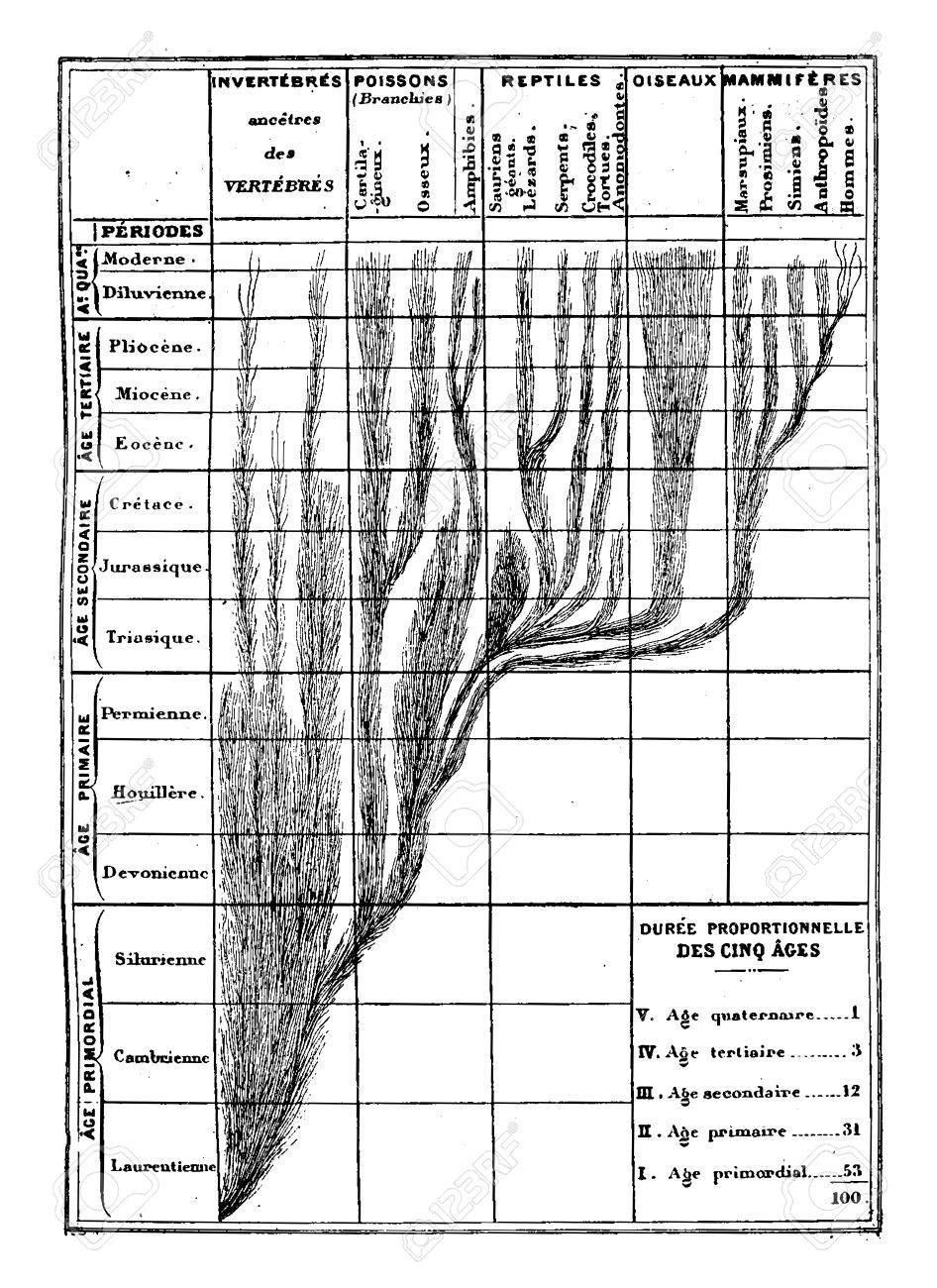 Correspondence Between The Development Of The Animal And The Succession Of Geological Epochs, Vintage Engraved Illustration. Earth Before Man – 1886. Royalty Free SVG, Cliparts, Vectors, And Stock Illustration. Image 41711716. Correspondence Between The Development Of The Animal And The Succession Of Geological Epochs, Vintage Engraved Illustration. Earth Before Man – 1886. Royalty Free SVG, Cliparts, Vectors, And Stock Illustration. Image 41711716.