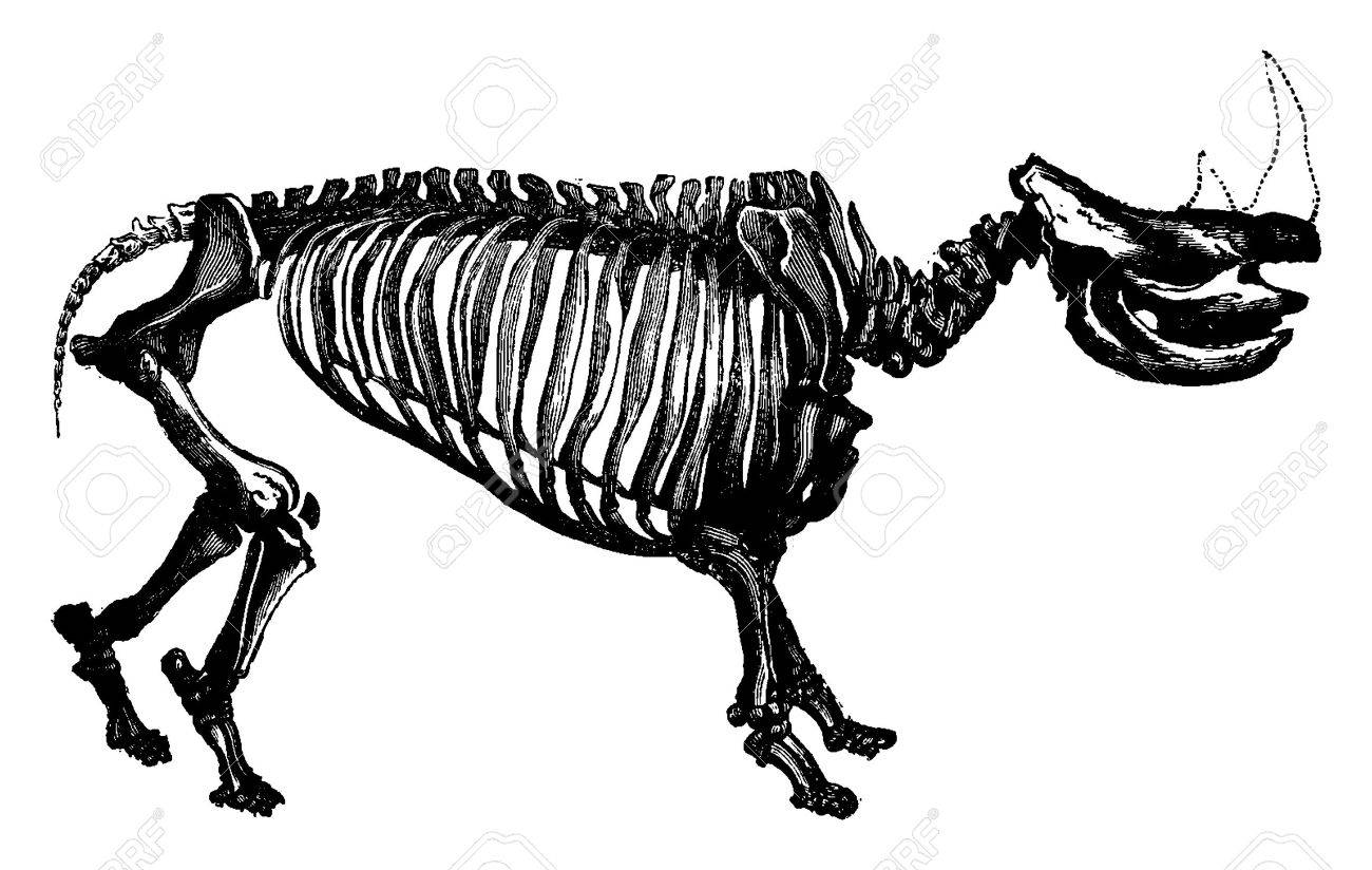 サイのスケルトン 種 ビンテージの刻まれた図の変換男 16年前に地球 のイラスト素材 ベクタ Image